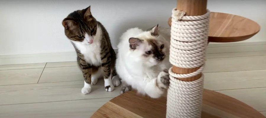 元保護猫の3ニャンズのために爪とぎ柱をDIY！　ロープを巻きつけた新しい爪とぎへの反応は？