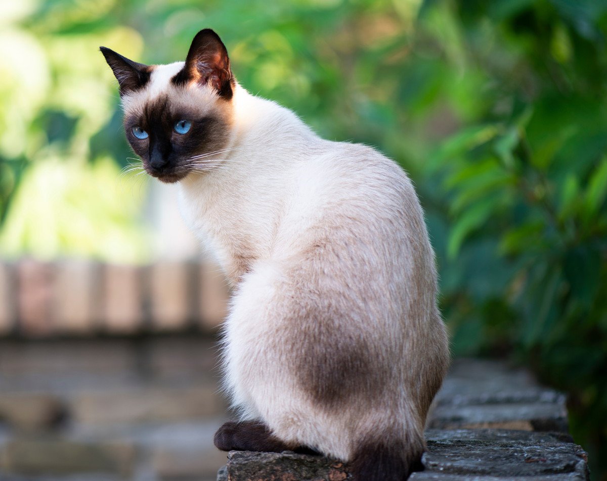 王族だけが飼うことができる猫種3選　それぞれの特徴や性格を解説