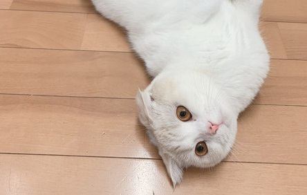 猫が『好きな人だけ』にする特別なこと３つ