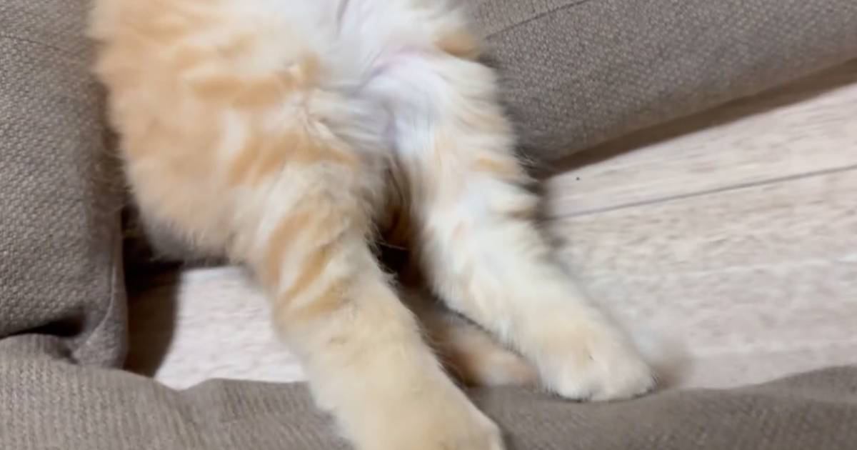 元野良の子猫をお家に迎えて2週間→『寝姿』を見てみると…まさかの光景が尊すぎると7000いいねの反響「あぁ愛おしい」「もう安心だね」