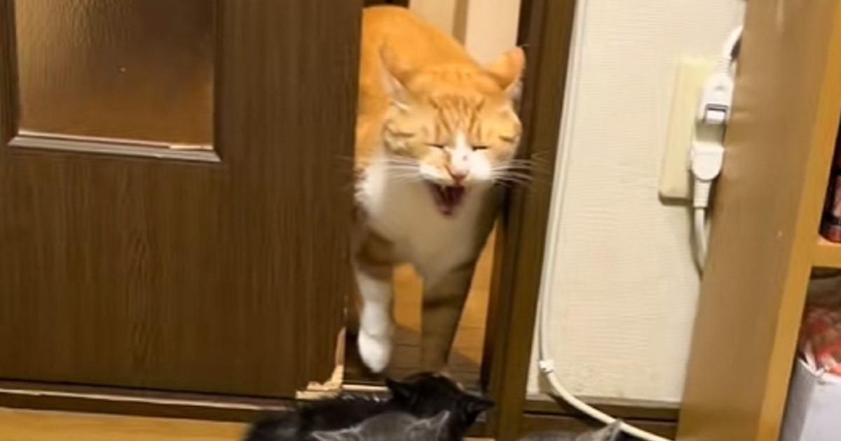 先輩猫とドアの前でバッタリ遭遇して…3匹の子猫が見せた『まさかの反応』が可愛すぎると20万再生「3匹同時なのたまらん」「めっちゃ笑った」