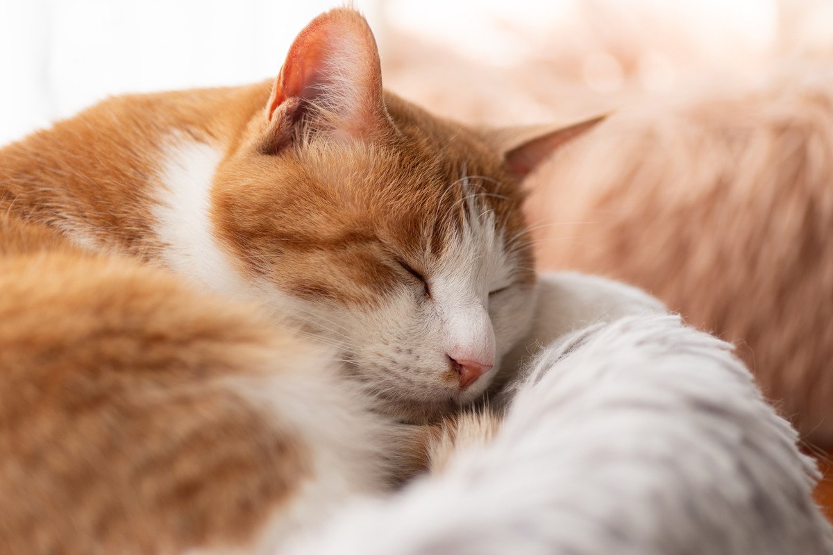 猫の『老化』が進むと現れる4つのサイン　見逃せない変化から飼い主ができる対策まで