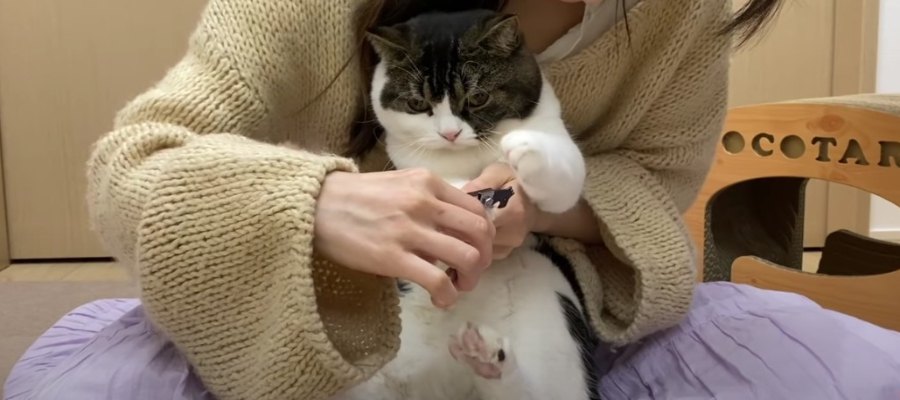 『説得してもだめニャ…』爪切りの抵抗が可愛すぎる猫ちゃん♡