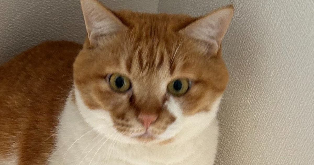 猫のブラッシングをしたら、『部屋の隅』で…信頼貯金がゼロになった『切なすぎる瞬間』に７万いいね「何してくれてんのって顔」「爆笑したｗ」