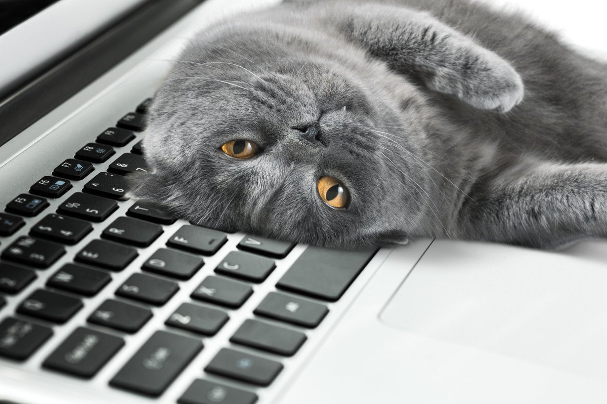 猫が起こしがちな「困ったパソコントラブル」3選　そもそもなぜ猫はPCやキーボードに乗りたがるの？
