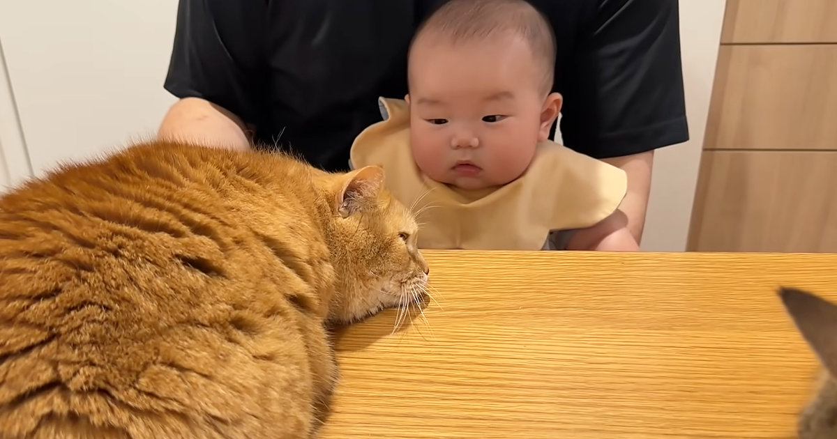 パパに甘えにきた猫→膝の上にいた赤ちゃんが手を伸ばして…予想外の『初めての瞬間』が16万再生「たまらん」「本当に癒されるｗ」