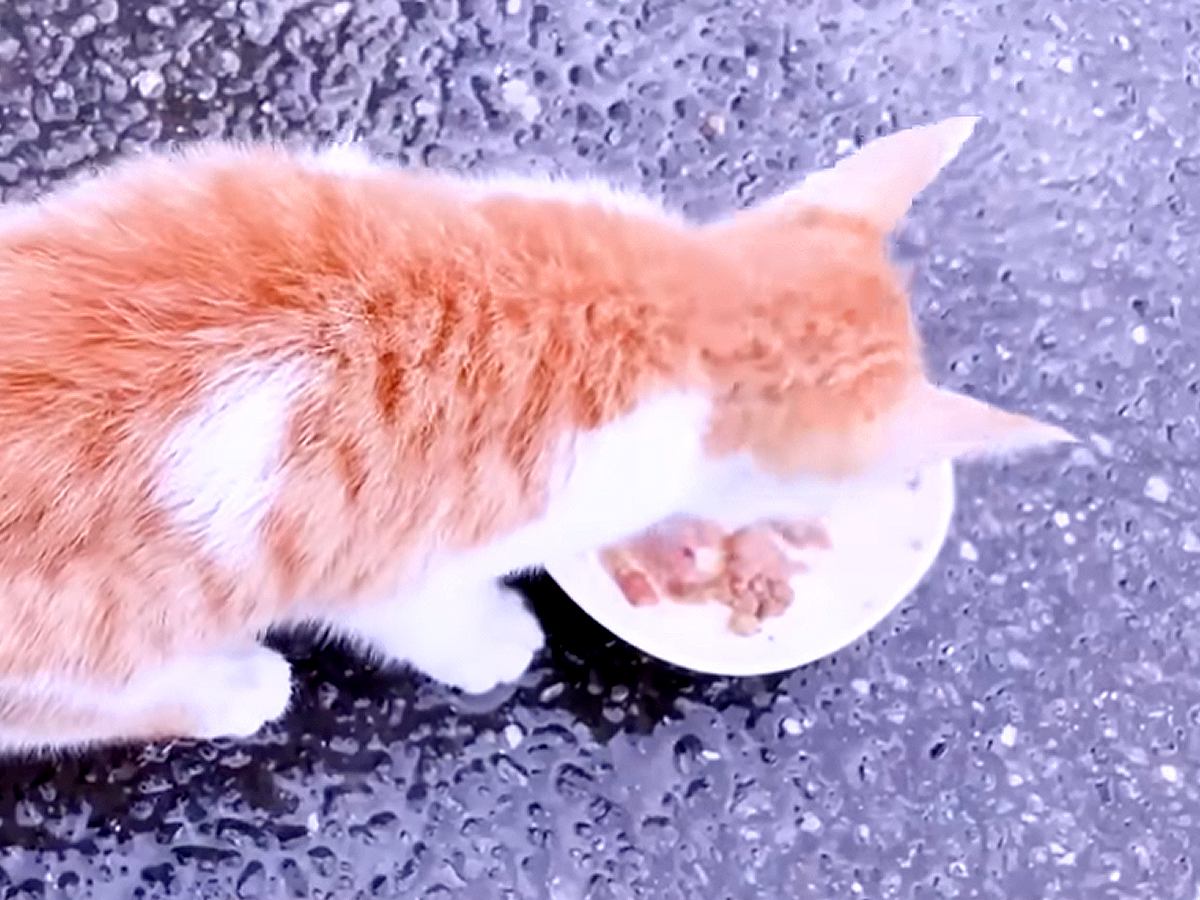 雨の中保護された子猫→人間に捨てられた様子だったのに…泣けるほど尊い『まさかの行動』が15万再生「純真無垢な姿に涙」「本当にいい子」