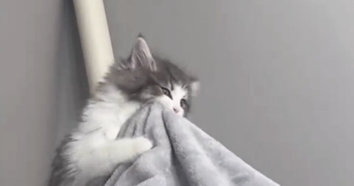 足に"嚙みついてきた子猫"→飼い主さんが揺らしてみると…可愛すぎる光景が175万再生「リアルに声出た」「気付いたらループしてた」と絶賛