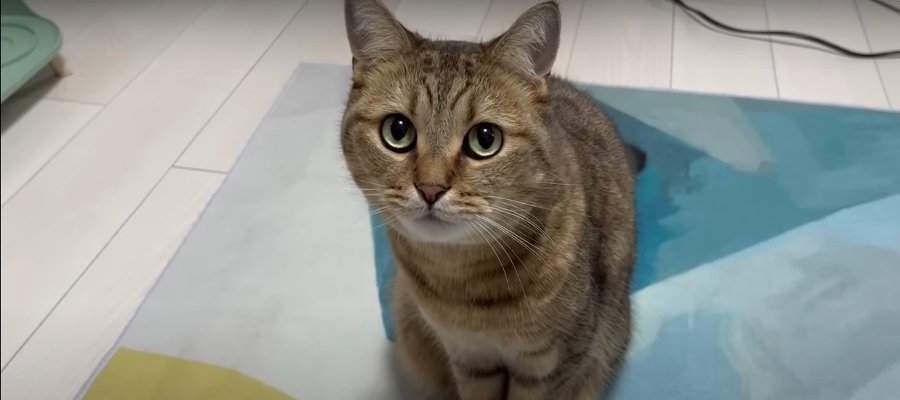 それ僕のじゃない？猫ちゃんのおやつそっくりなカリカリ