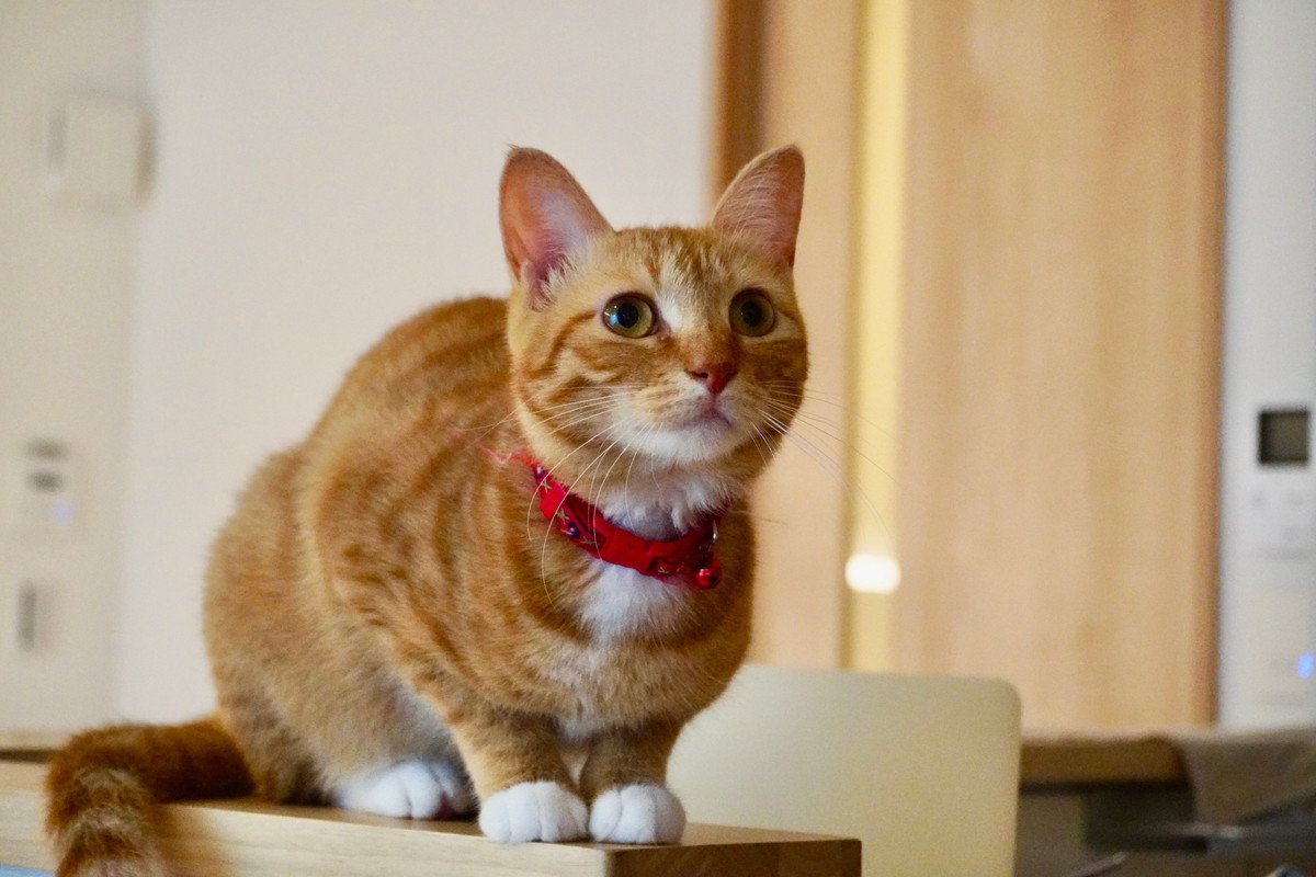 猫が『近くに来なくなる』飼い主の特徴4選　距離を取られる理由から関係改善のヒントまで