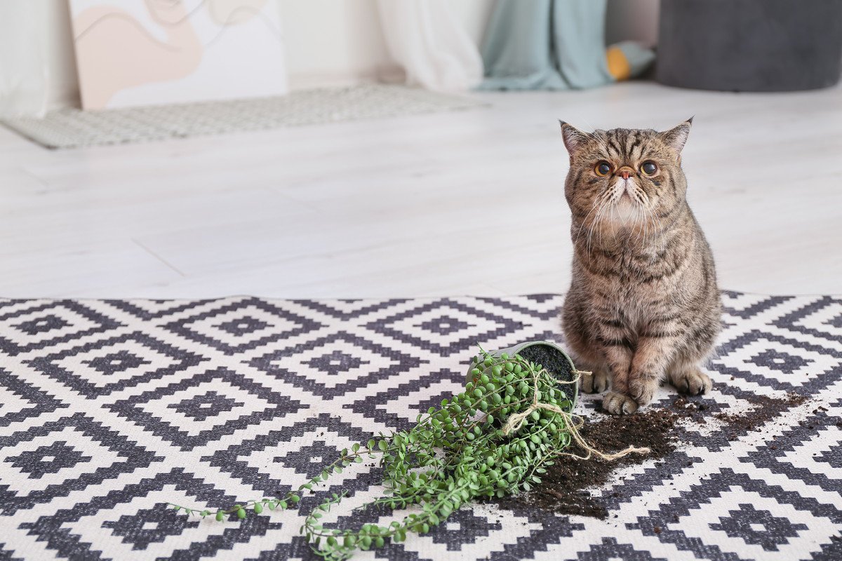 猫の飼い主さんが『できなくなること』6選　猫を迎える前に覚悟しておきたい変化とは