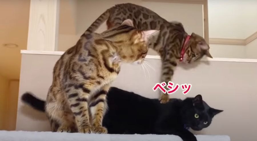 三角関係勃発！？キャットタワーに集まる3匹の猫さん！