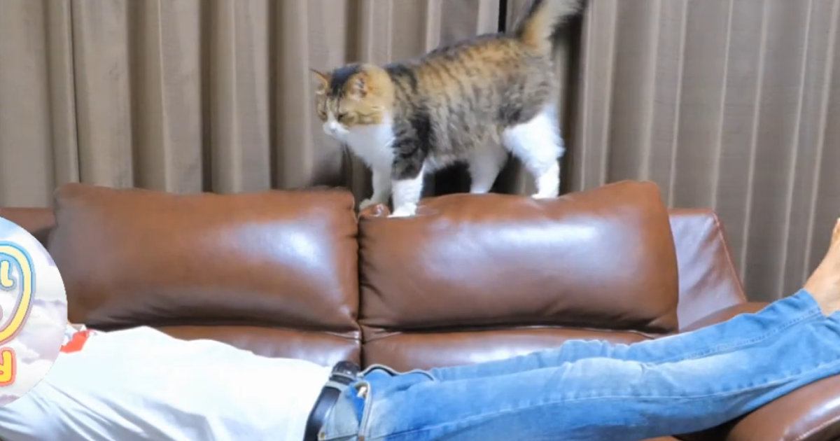 帰宅してソファで横になっていると、『猫』がやってきて…幸せいっぱいな光景に「羨ましすぎる」「私まで疲れが飛んだ」と17万再生