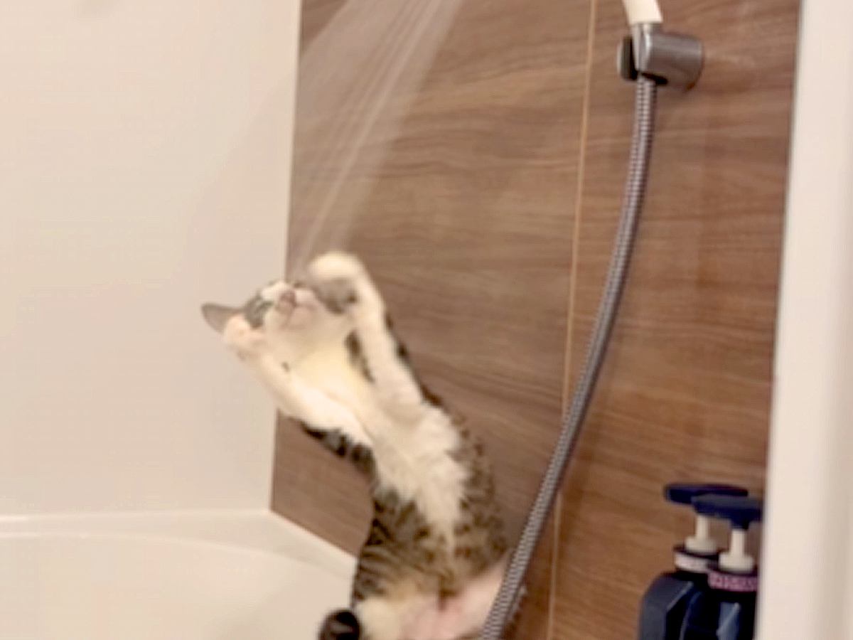 『濡れるのは嫌いなはずなのに…』シャワーが気になる様子のネコ→触りだしたと思ったら…『想定外の行動』が話題「賢い」「セルフシャワー」