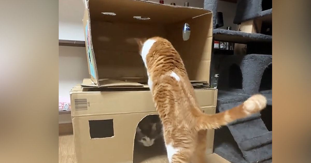 段ボールハウスの2階に行きたい猫→後ろ足を乗せようとした次の瞬間…まさかの展開に「ポンコツかわいいｗ」「吹いてしまったｗ」と15万再生