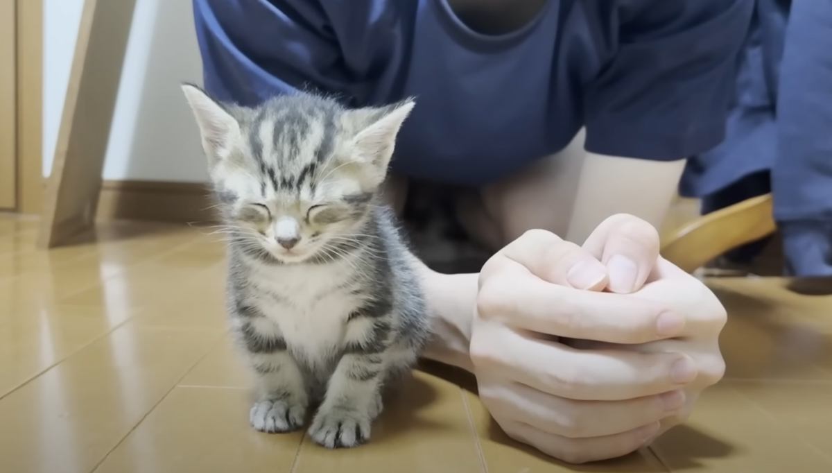 保護子猫のもとに『猫に好かれる息子』が来たら…思わずニヤける『まさかの光景』が22万再生「可愛すぎて鳥肌たった」「さすが猫たらし」