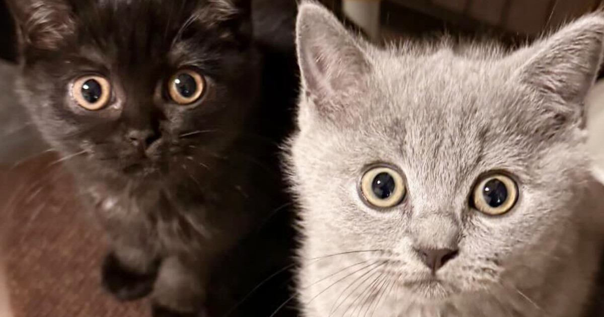 まん丸おめめで見つめてくる『２匹の子猫』→次の瞬間…たまらなく可愛い『表情の変化』に１万いいね「旦那様ニャイス」「たまらんすぎる」