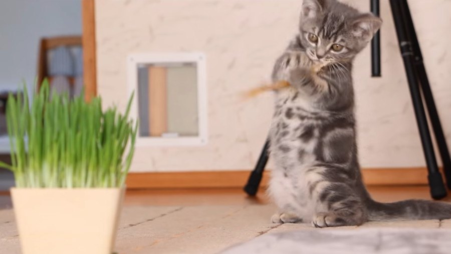 猫草よりもおもちゃに興味津々で遊ぶ子猫ちゃん♡