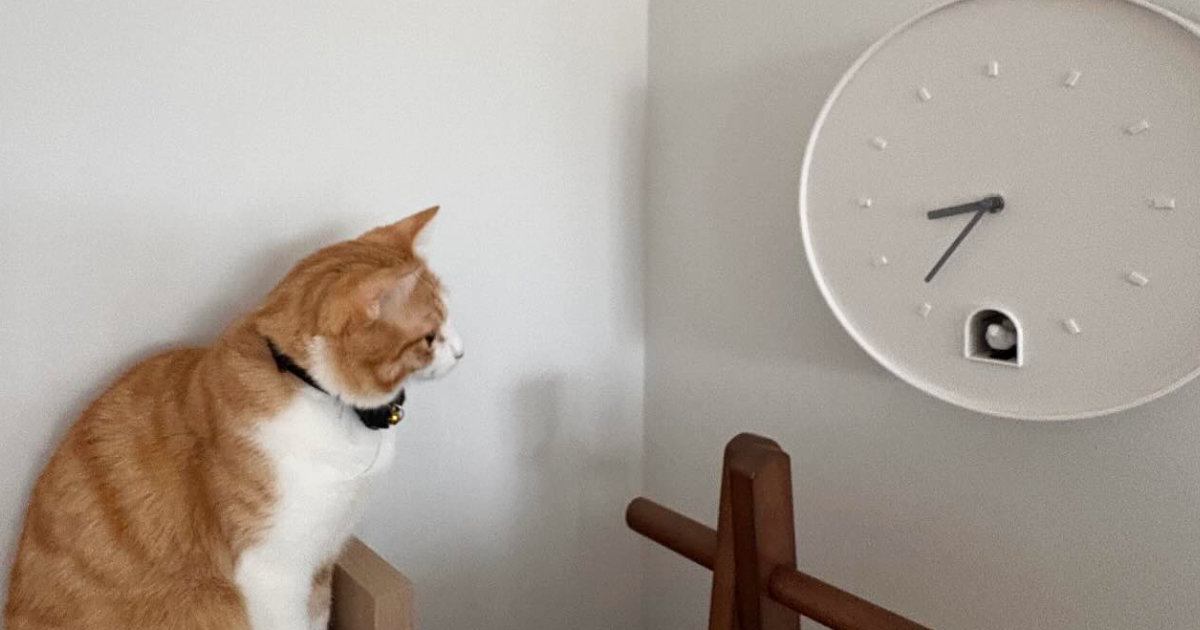 鳩が時計から出てくるのを待ち続ける猫→時間になると…想定外の『結末』に爆笑の声「涙が出たｗ」「久しぶりに声出して笑った」と１万いいね