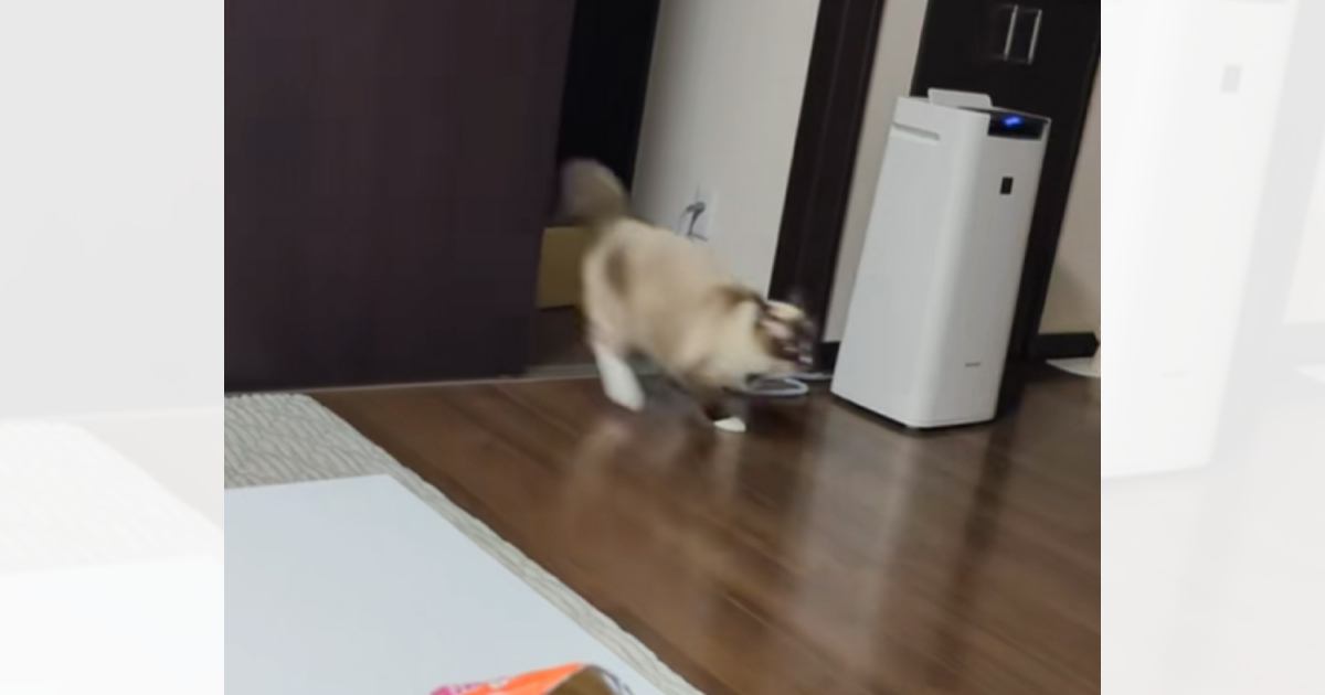 すごいスピードで駆け抜けていった猫→次の瞬間、もう1匹の猫が…予想外の『スピード差』に爆笑の声「主の反応に笑ったｗ」「性格でるねえｗ」