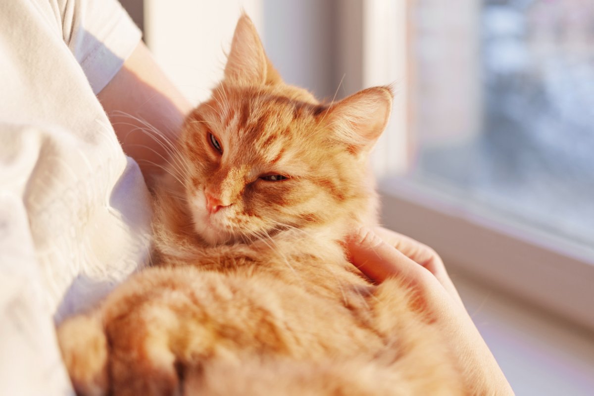 猫を『粘着質』にさせてしまう飼い主の行動3選　見直すべき理由から理想的な距離感まで解説