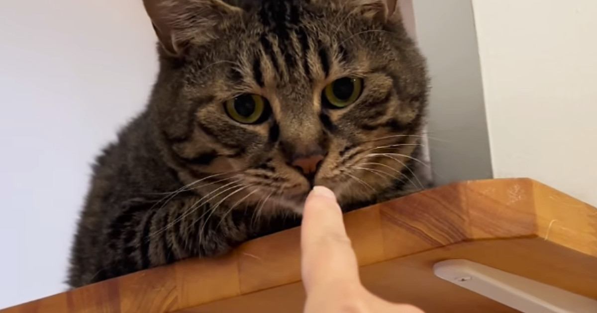 キャットステップでくつろぐ猫→仲良くなろうと指を嗅がせてみたら…数秒後の『まさかの光景』に爆笑の声続出「なんちゅー表情ｗ」「なぜｗ」
