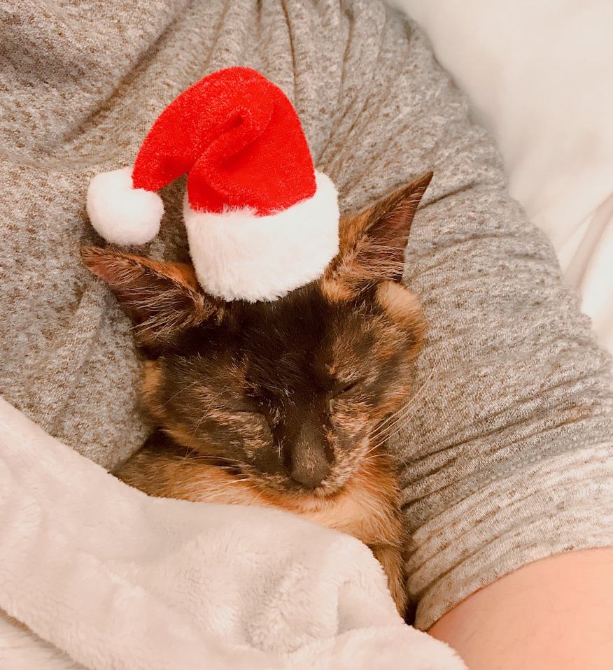 今年も猫サンタがやってくる♡おすすめの猫用サンタ服もご紹介♪ | ねこちゃんホンポ