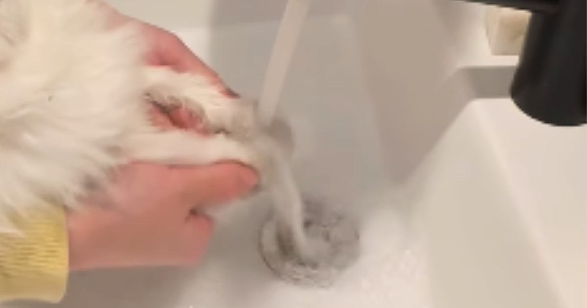 うんちを引っ掻いてしまった子猫→おててを洗うため、洗面台に連行した結果…まさかの光景に「お顔が可愛すぎる」「爆笑しちゃった」と49万再生