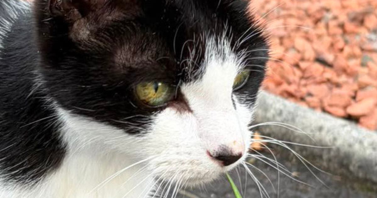 日向ぼっこ中の白黒猫→ふと『しっぽ』を見たら…驚きの事実に「わぁ本当に可愛すぎる」「生きててよかった」「すげえ大発見」と249万表示