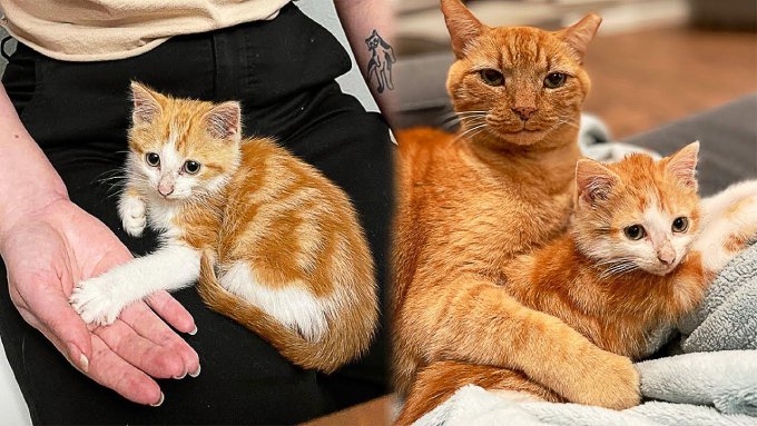 無愛想な先住猫が激変！？子猫との絆に胸キュン♡