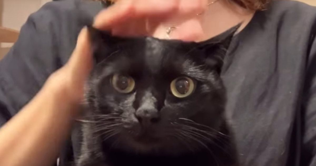 撫でられているときの『猫の表情』が気になって…正面から撮ってみた結果→想像以上に『尊い光景』が50万再生「たまらなくかわいい」「天国」