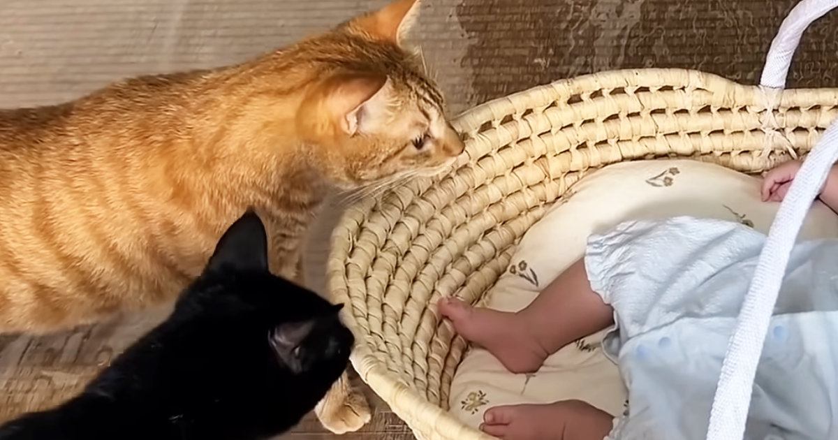 猫たちが初めて『赤ちゃん』を見た結果…さまざまな反応を見せる『微笑ましい光景』が10万再生「近衛隊結成かなｗ」「もう癒ししかないｗ」
