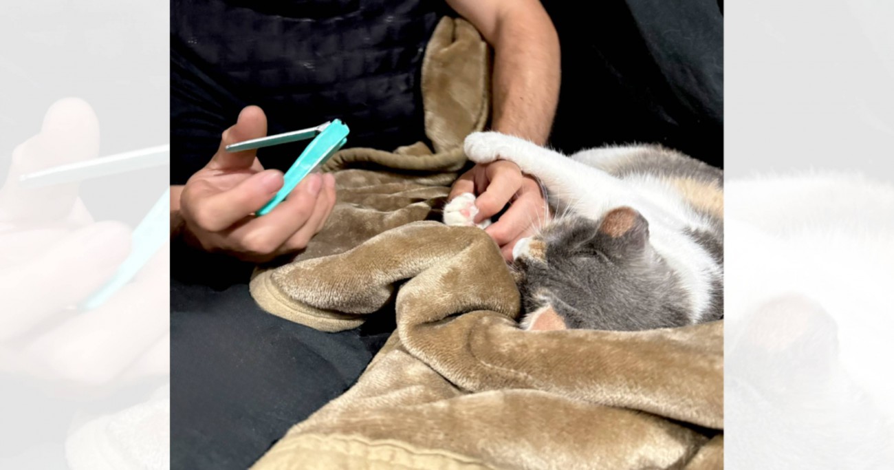 爪切り中に爆睡し始めた猫→『ポーズ』を見てみると…とんでもなく可愛すぎる瞬間が1万9000いいね「夢の中で盆踊りの練習？ｗ」「大物すぎ」