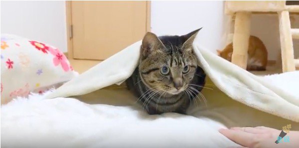 絶対に布団を譲らないと決めた猫ちゃん