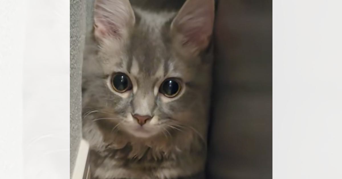 花火の大きな音にビックリした猫→『向かった先』が…あまりにも愛おしすぎる光景が78万再生「体が四角くなってるｗ」「怖かったんだね」