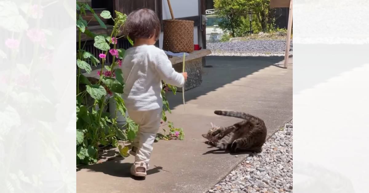 古民家の軒下で遊ぶ子どもと猫…とんでもなく癒される『やり取りの光景』が100万再生「なんか涙でてきた」「昔ながらの日本の風景だね」