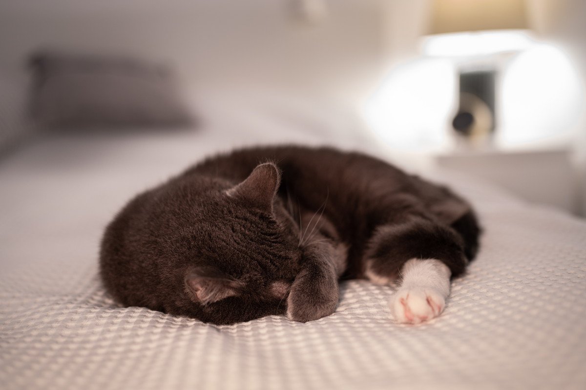 猫が高確率で命を落とす『危険な感染症』4つ　主な症状から予防法まで解説