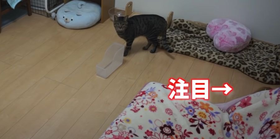 ブランケットがモゾモゾ…猫ちゃんのかくれんぼ！