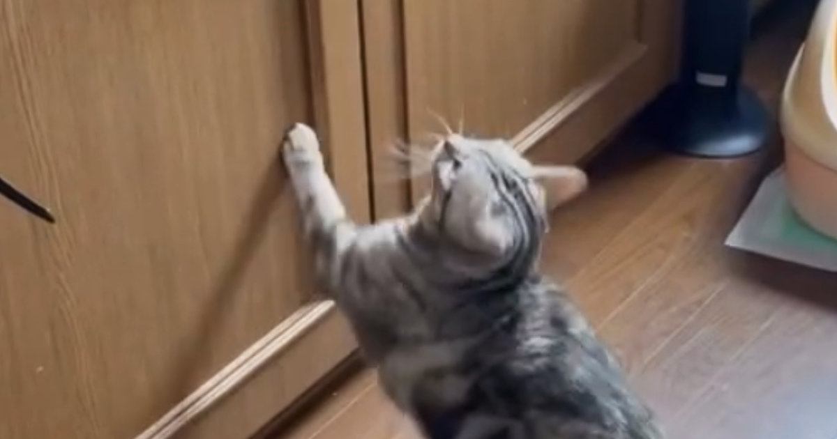 『棚の上に飛び乗ろうとする猫』を見守っていると…まさかの『可愛すぎる展開』に爆笑する人が続出「想像以上だったｗ」「吹いたｗ」