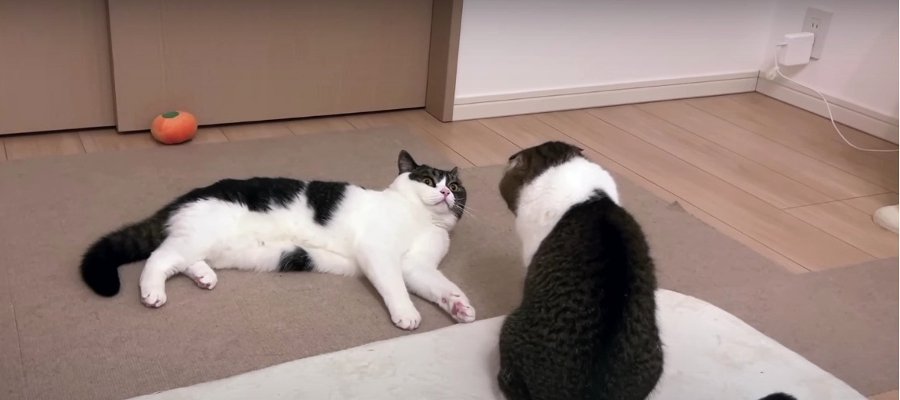 パパ猫に叱られた！子猫気分が抜けない猫くん♡