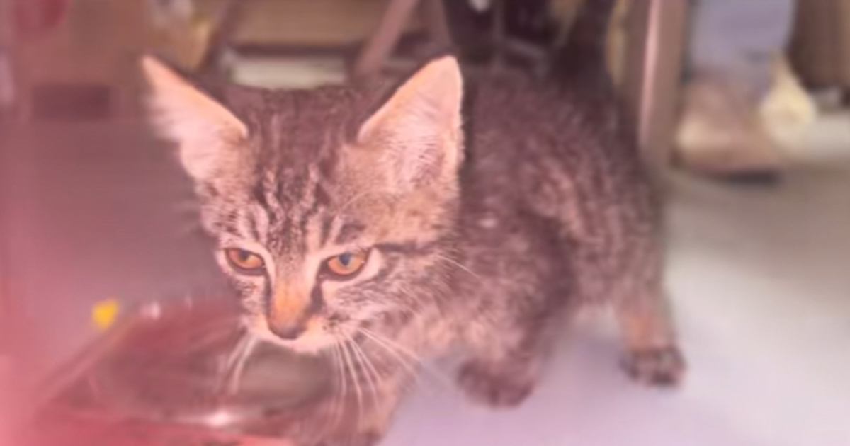 工事現場で『足を引きずりよろよろと歩く子猫』を発見して…保護された後の光景に涙する人が続出「頑張ったね」「助けてくれてありがとう」
