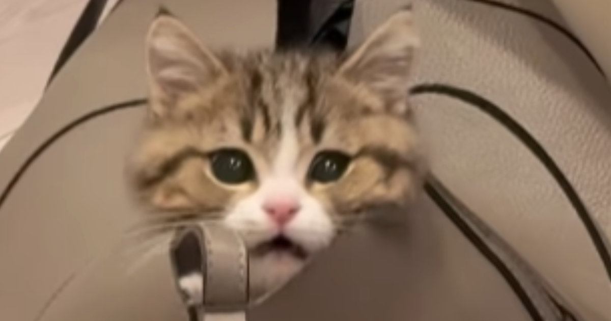 ふと見たら、『カバンの中で遊んでいた猫』→近づいてみると…ほっこりする光景が19万再生「疲れが吹っ飛んだｗ」「顔だけ出てるのが可愛い」