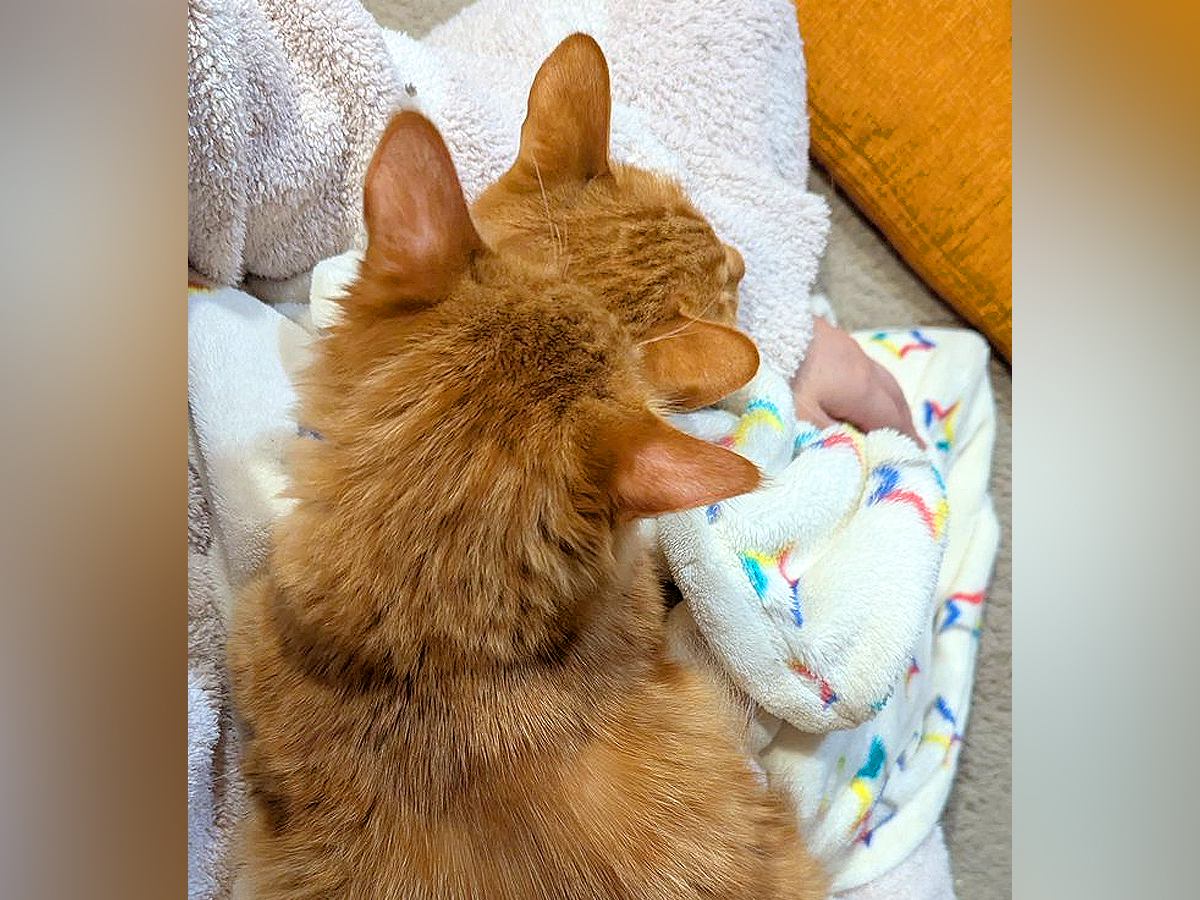 ２匹のネコに『ヒザの上争奪戦』をされた結果…絶対に動けない『まさかの状態』が250万表示「増量キャンペーン中ですか」「愛情がすごい」