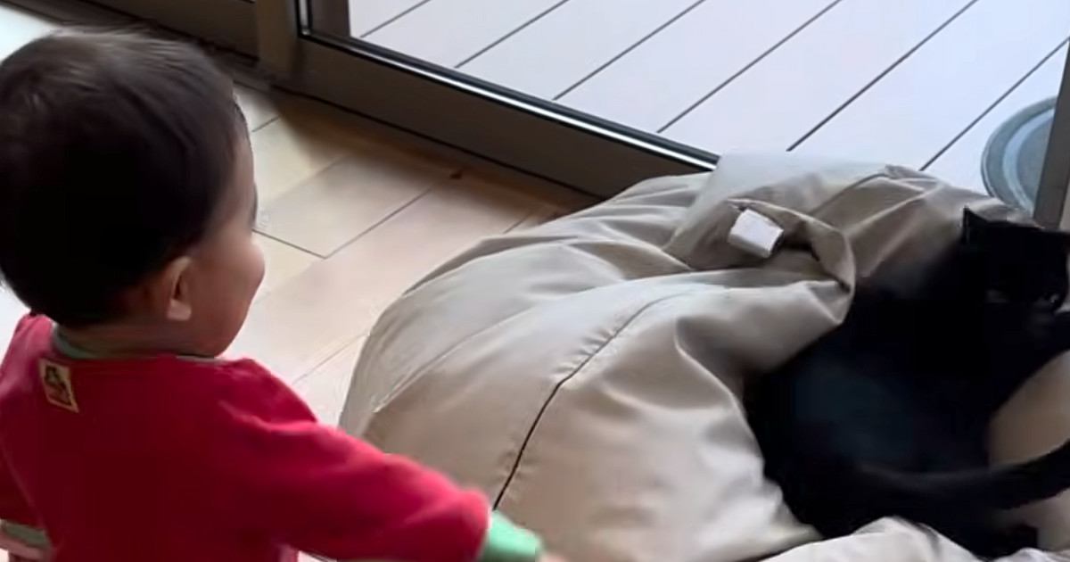 猫たちと遊びたい赤ちゃん→『両手に猫じゃらし』を持って誘いに行くと…微笑ましい光景に反響「全員可愛すぎる」「笑ってしまったｗ」