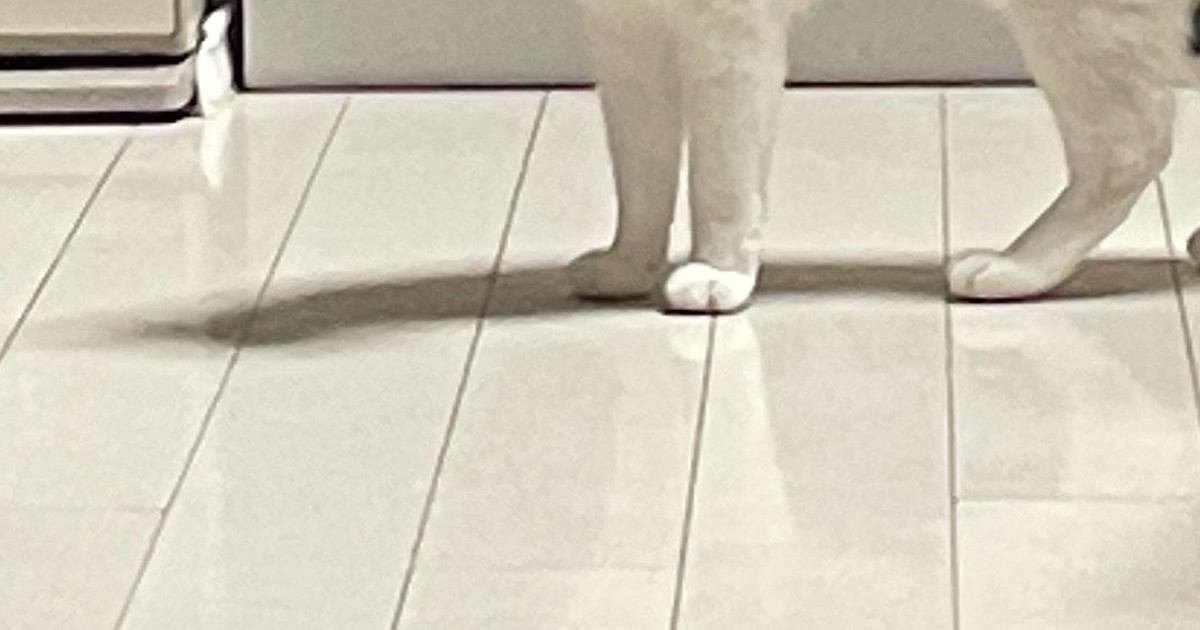 実家の猫に『愛情を注ぎすぎた』結果…目の前に現れた猫が見せた『まさかの反応』に2万3000いいね「表情に笑ったｗ」