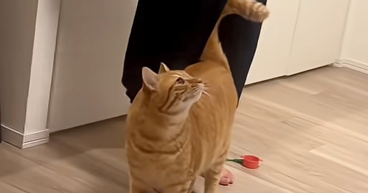 『猫は誰のところに来る？』パパと子供たちで試してみたら…まさかの展開が33万再生「一直線すぎるｗｗ」「めちゃくちゃ可愛い」