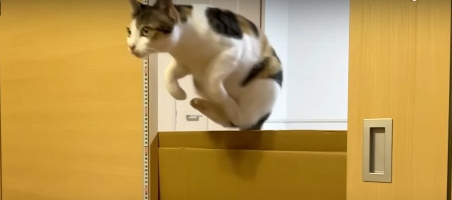 どこまで飛べるの？！猫ちゃんの素晴らしいジャンプ力♪