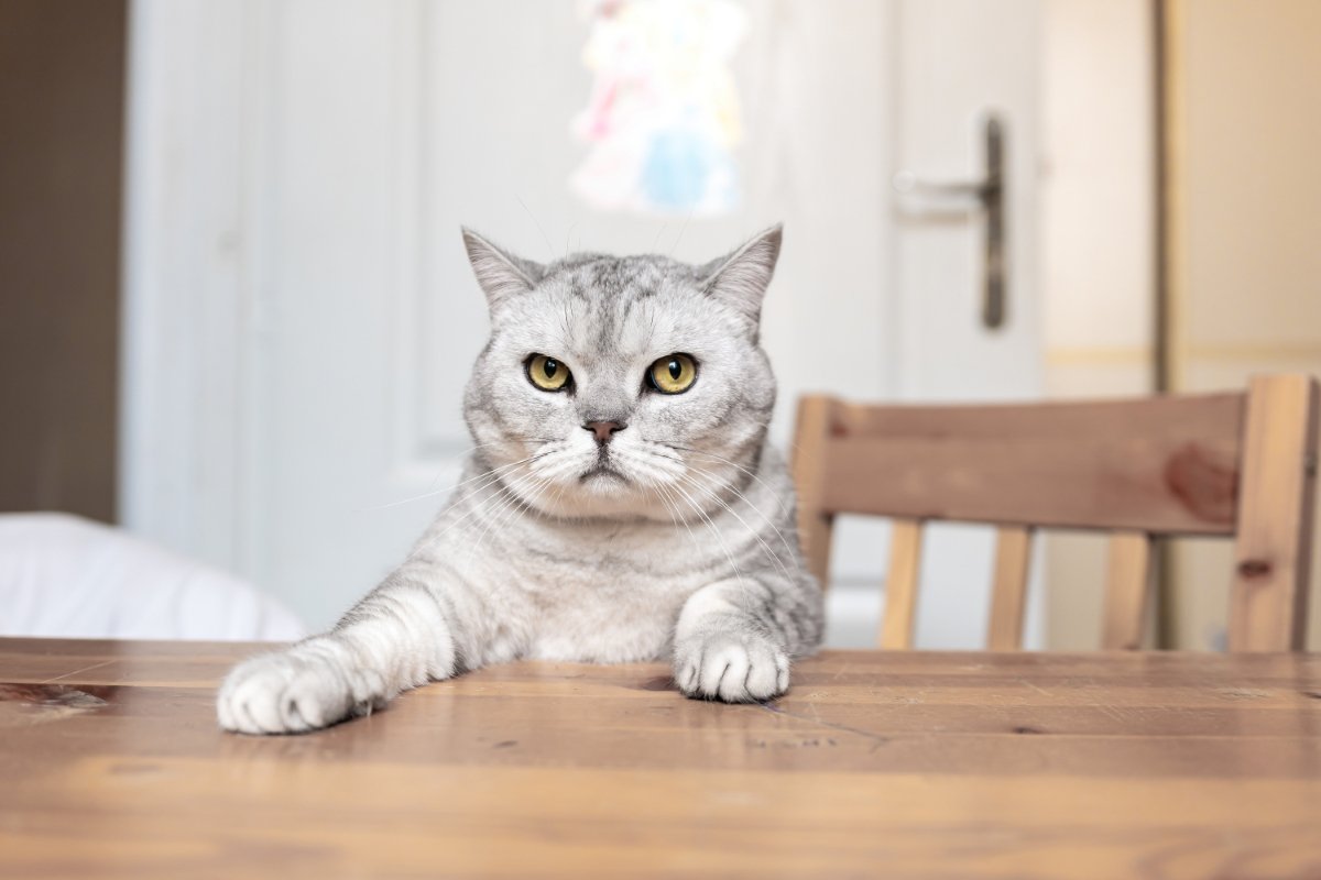 猫が『テーブルの上』に乗りたがる理由5選　止めさせたほうがいい？困ったときの対処法も解説