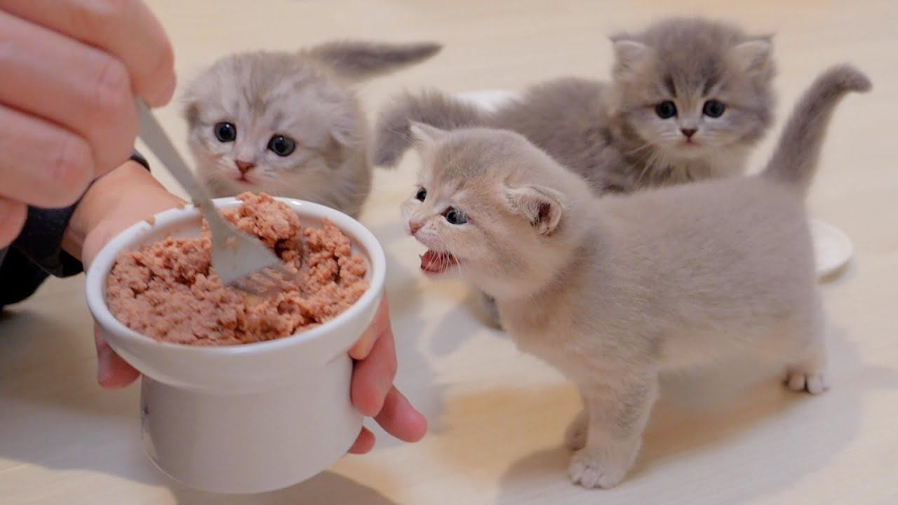 子猫の『ご飯の準備』に手間をかけすぎると…可愛すぎる『早くしてコール』が24万7000再生「かわいい赤ちゃんたち」「天国だ」