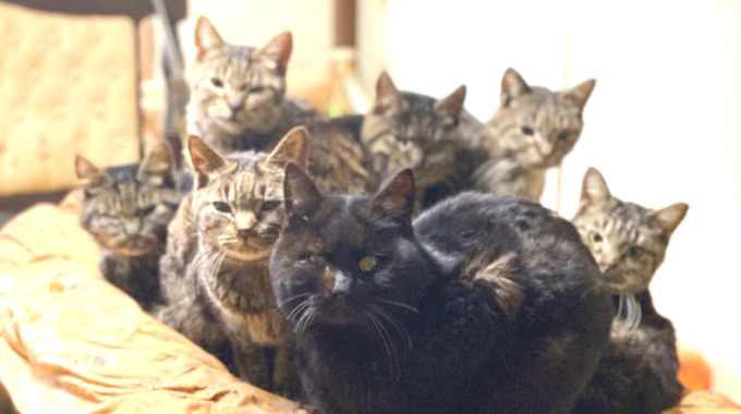 多頭飼育崩壊で命を落とす猫も…一刻を争う保護活動を救ったのは？